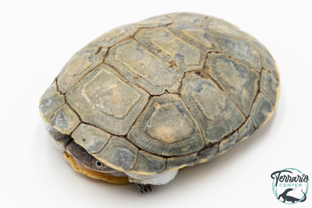 Pelomedusa subrufa – Péloméduse roussâtre - 03