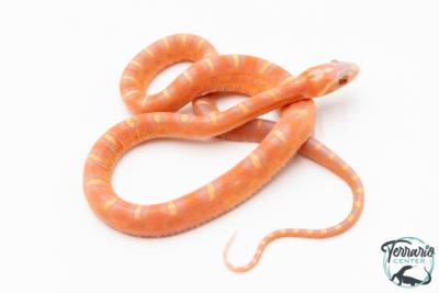 Serpent des blés - Pantherophis guttatus Scaleless Ultramel Hypo 