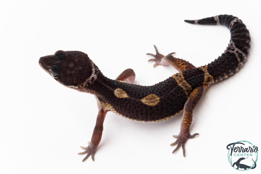 Gecko Léopard - Eublepharis Macularius - Black Night - Femelle &#9792; F5