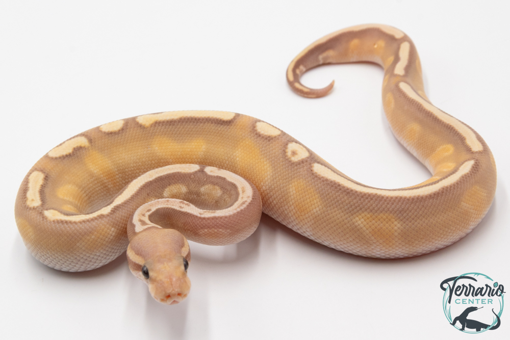 Python royal - Python regius Banana Mojave GHI