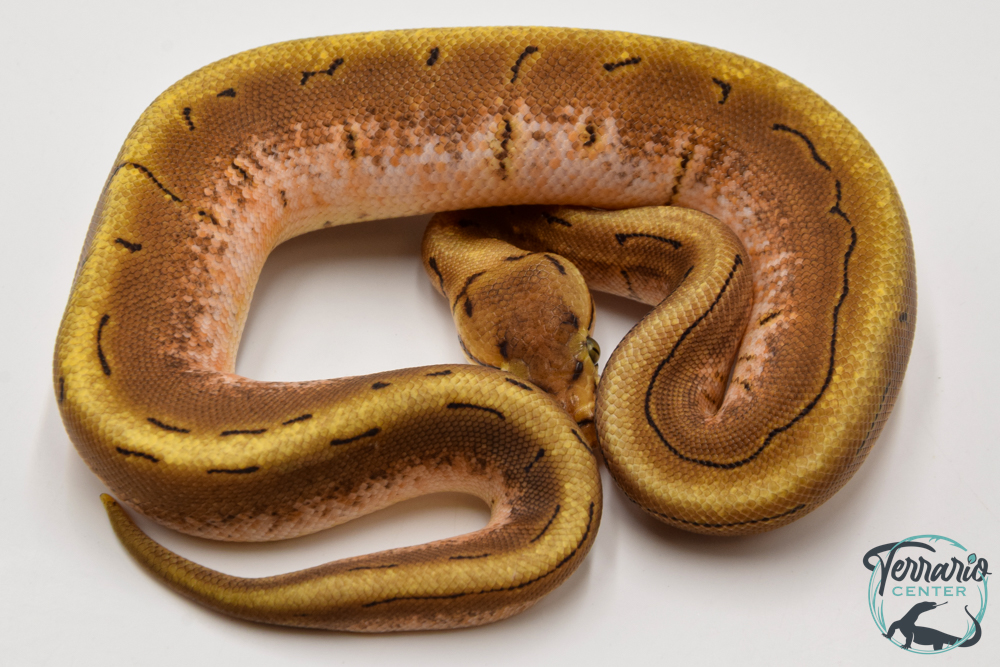 Python Royal - Python regius Spinner