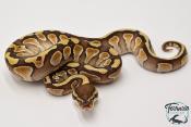 Python royal - Python regius Butter