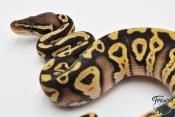 Python royal - Python regius Pastel Phantom (POSS YB)