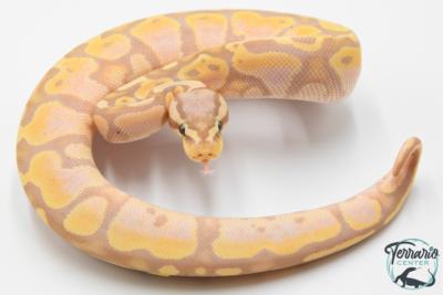 Python royal - Python regius Banana Pastel
