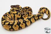 Python royal - Python regius Pastel Yellow Belly