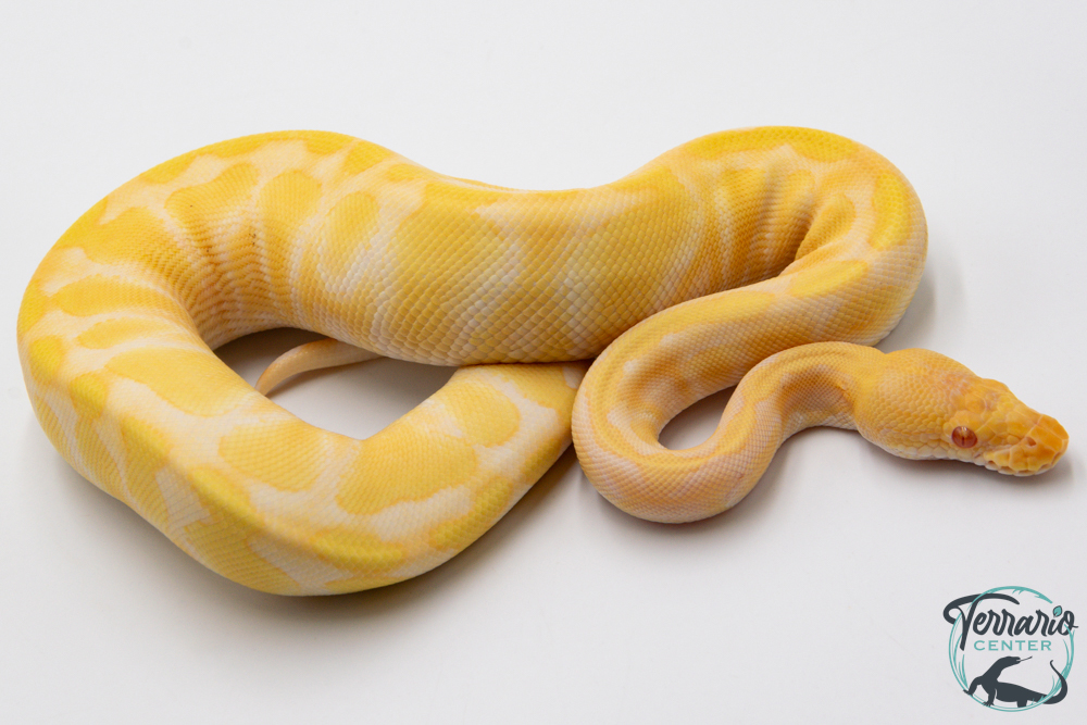 Python royal - Python regius Albinos Chocolat