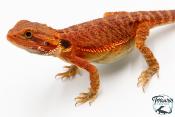 Pogona vitticeps - Agame barbu - Red Monster