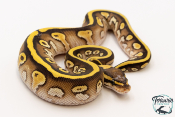 Python royal - Python regius Lesser Yellow Belly het Clown