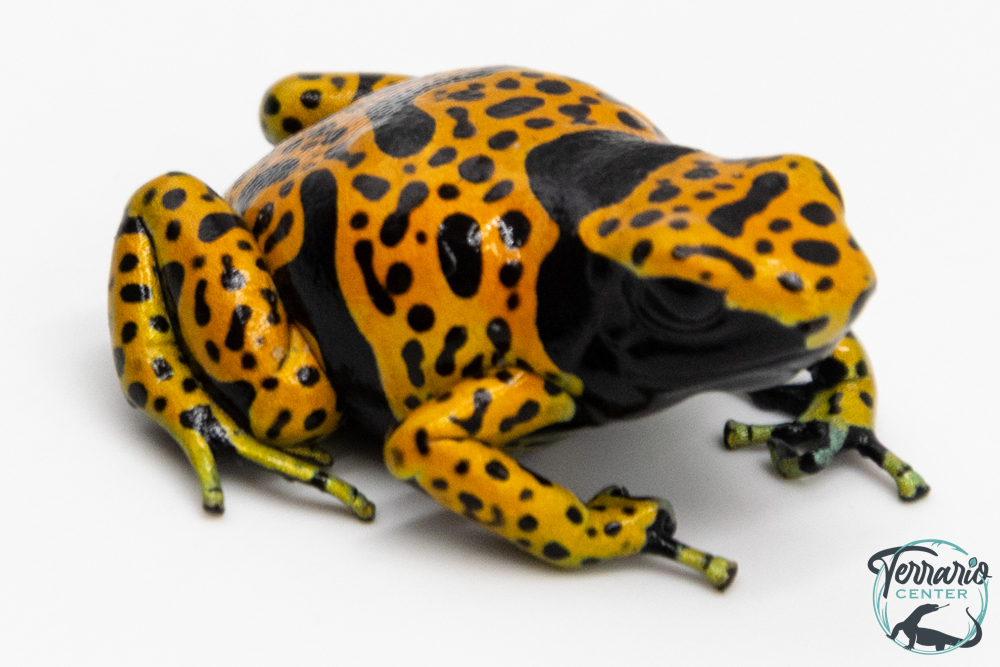 Dendrobates leucomelas - Rainette jaguar Bolivar