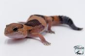 Hemitheconyx caudicinctus - Gecko à queue grasse - Femelle &#9792; A6