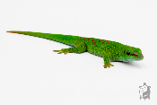 Phelsuma grandis - Gecko géant de Madagascar