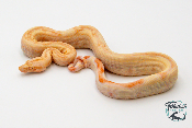 Boa constricteur - Boa imperator IMG Albinos 