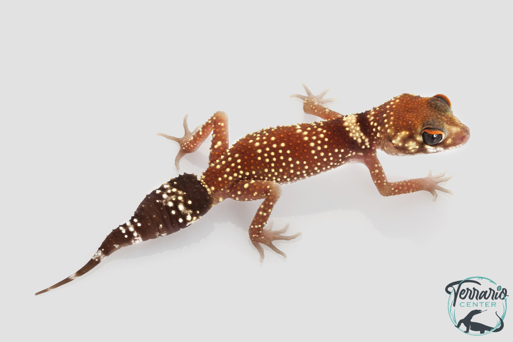 Underwoodisaurus milii - Gecko aboyeur  Het HYPO
