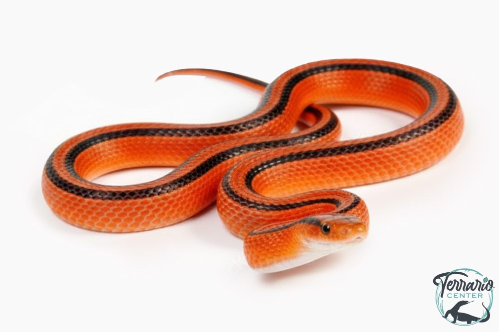 Oreocryptophis porphyracea coxi -  Couleuvre des bambous