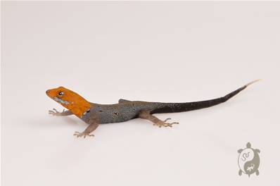 Gonatodes albogularis fuscus - Gecko à tête jaune - mâle