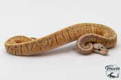 Python royal - Python regius Super Blast Yellow Belly