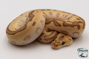 Python royal - Python regius Clown Leopard Butter Blade