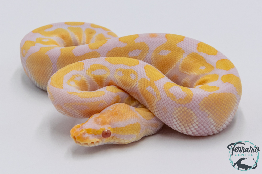 Python royal - Python regius Albinos Pastel