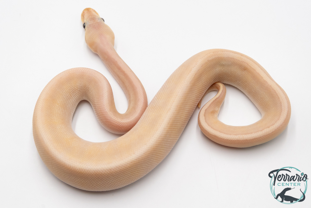 Python royal - Python regius Banana Lemon Blast Mojave GHI