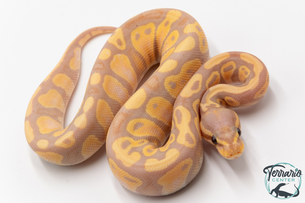 Python royal - Python regius Banana