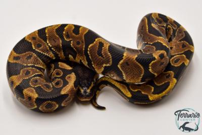 Python royal - Python regius Yellow Belly