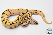 Python royal - Python regius Bumblebee Orange Dream