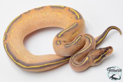 Python royal - Python regius Highway