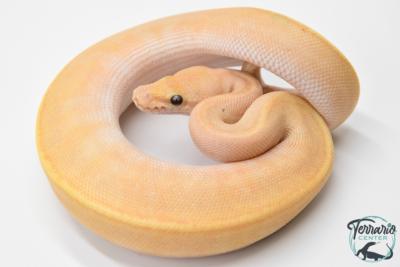 Python royal - Python regius Banana Pinstripe Mojave GHI
