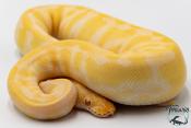Python royal - Python regius Albinos Chocolat