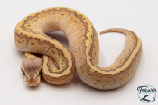 Python royal - Python regius Butter Pastel Pinstripe