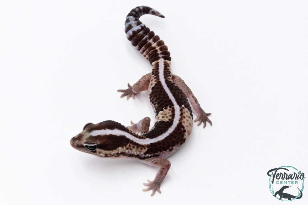 Hemitheconyx caudicinctus - Gecko à queue grasse - Femelle &#9792; A3