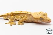 Correlophus ciliatus - Gecko à crête - NC 2025 -  39