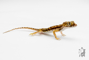 Stenodactylus Petrii - Gecko de dune