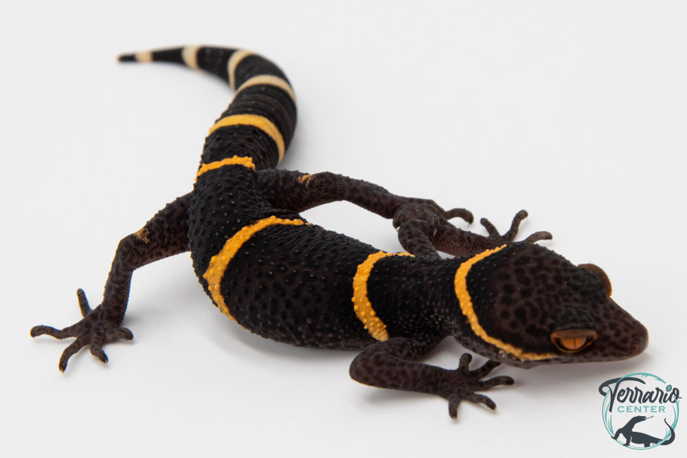 Goniurosaurus hainanensis -  Gécko des cavernes de Hainan