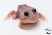 Grenouille cornue - Ceratophrys cranwelli MUTANT METAL BLUE
