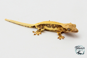 Correlophus ciliatus Lily White - Gecko à crête - Juvénile 10 -  NC 2023 - PH2024011010152249
