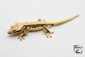 Correlophus ciliatus Lily White - Gecko à crête - Mâle -  250228500118609
