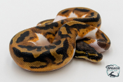 Python Royal - Python regius Piebald