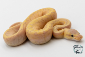 Python royal - Python regius Banana Lemon Blast