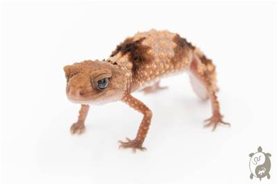 Nephrurus Wheeleri Cinctus - Gecko à queue bossue annelé