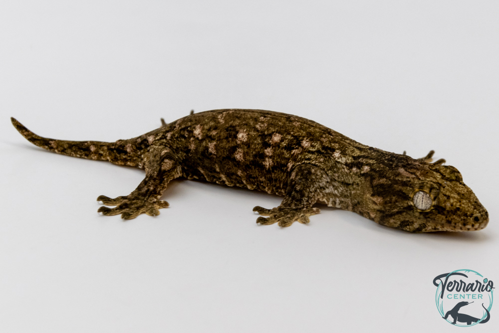 Rhacodactylus leachianus - Gecko géant de Nouvelle-Calédonie Mont Koghis 