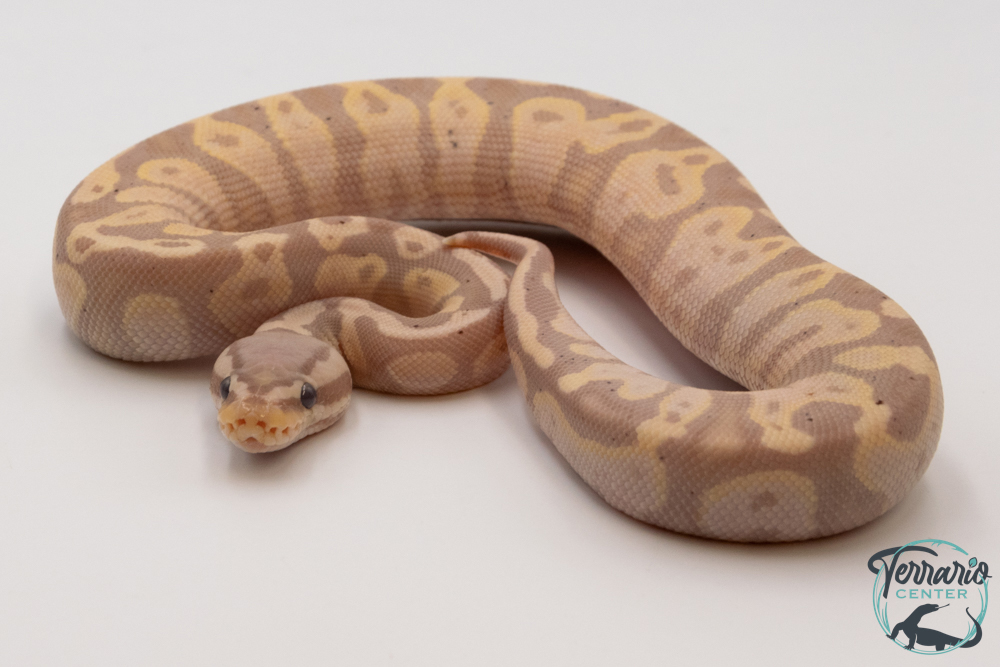 Python royal - Python regius Banana Pastel Yellow Belly