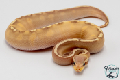 Python royal - Python regius Banana Mojave GHI Pastel