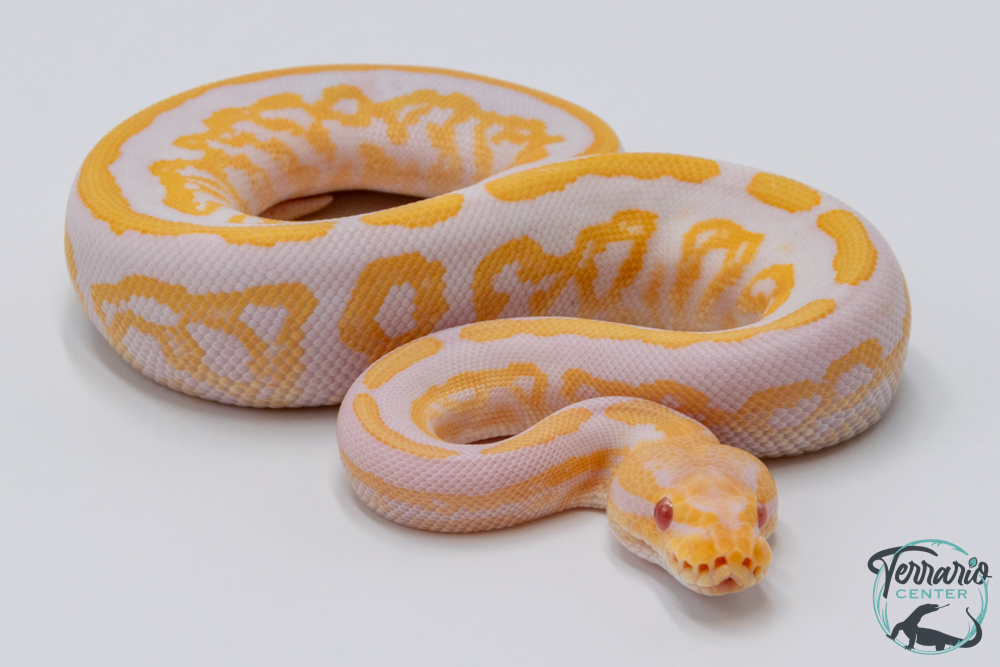 Python royal - Python regius Albinos Black Pastel Mahogany