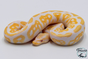 Python royal - Python regius Albinos Black Pastel