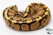 Python royal - Python regius Super Vanilla