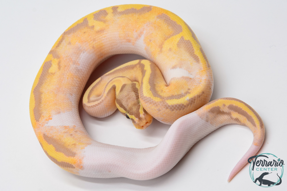 Python royal - Python regius Banana Pastel Piebald