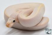 Python royal - Python regius Ivory SuperBlast