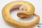 Python royal - Python regius Clown Lemonblast