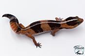Hemitheconyx caudicinctus - Gecko à queue grasse - Femelle &#9792; A5